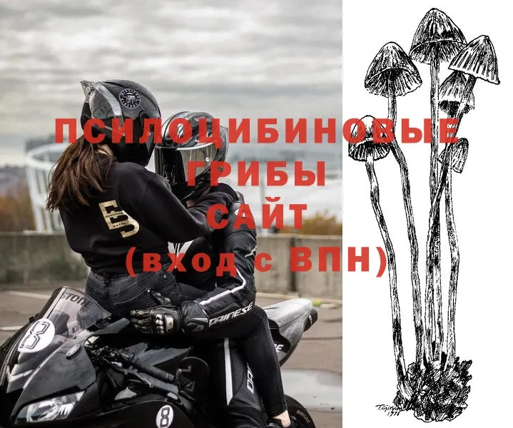 Псилоцибиновые грибы Psilocybe  Михайловск 